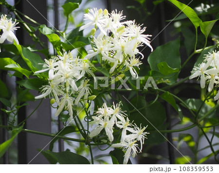 センニンソウ センニンソウ 108359553