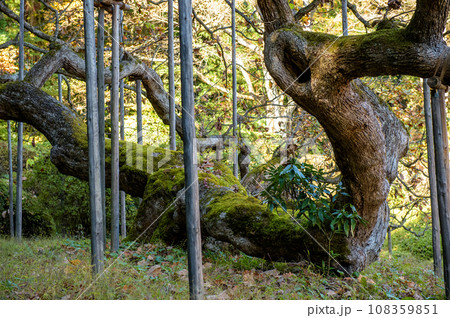 勝源院の逆さカシワ　天然記念物　岩手県 108359851