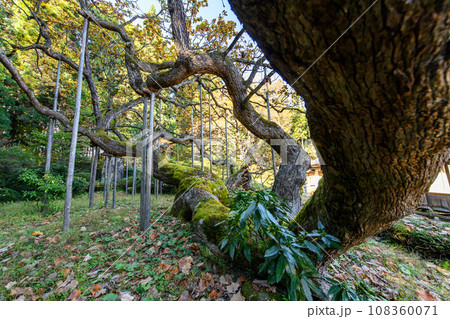 勝源院の逆さカシワ 晩秋 岩手県 勝源院の逆さカシワ 晩秋 岩手県 108360071