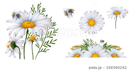 Set of watercolor floral banners, composition of wildflowers and plants drawn on white background. White daisies, green leaves, bumblebee, ears of wheat. To decorate your design, corporate identity 108360282