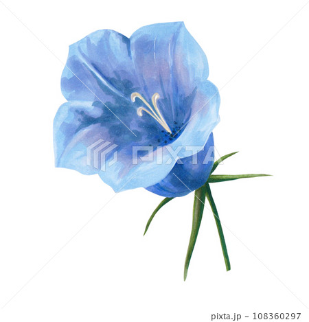 illustration of a bellflower drawn by hand. isolated on a white background. macro scale , large size. blue flower. For the design of postcards, notepads , invitations 108360297
