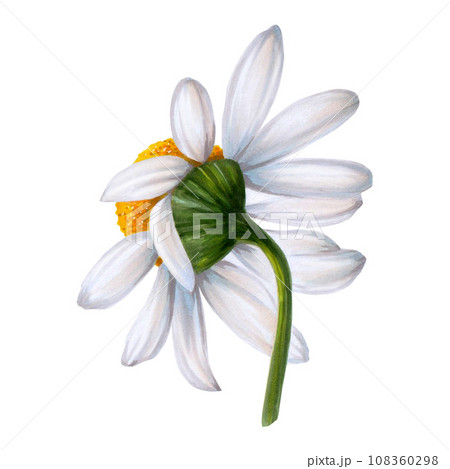 White wild chamomile flower painted on white background in watercolor. Handmade. Ready object for your banner, poster, infographic, postcard, invitation 108360298