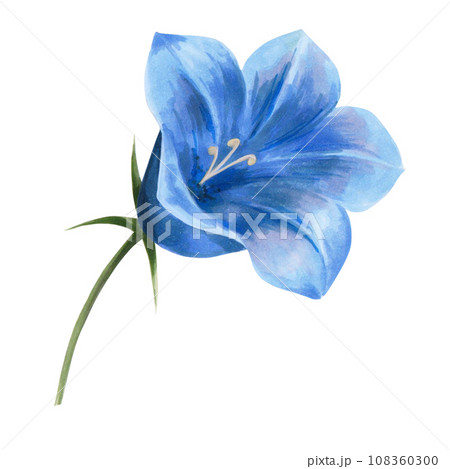 illustration of a bellflower drawn by hand. isolated on a white background. macro scale , large size. blue flower. For the design of postcards, notepads , invitations illustration of a bellflower drawn by hand. isolated on a white background. macro scale , large size. blue flower. For the design of postcards, notepads , invitations 108360300