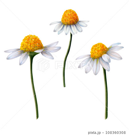Set of chamomile flowers painted in watercolor on white background Ready object for your banner, poster, infographic, postcard, invitation 108360308