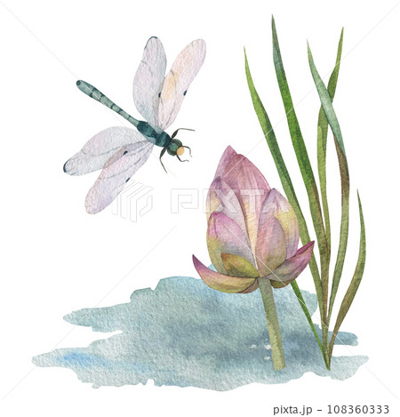 composition of green leaves with dry water lily, dragonfly and watercolor blue water spot. painted in watercolor on white background. for design of postcards, prints, invitations, labels 108360333