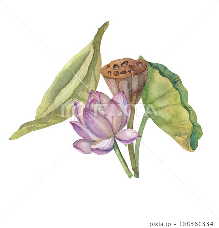 Set of pink lotus flowers and dry flowers painted in watercolor on white background. applied to flower cards, invitation cards, decoration products 108360334