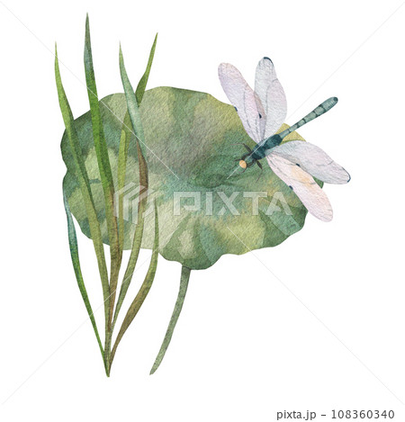 composition of green leaves with dry water lily, dragonfly and watercolor blue water spot. painted in watercolor on white background. for design of postcards, prints, invitations, labels 108360340
