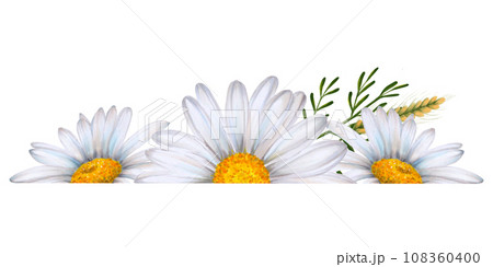 Set of watercolor floral banners, composition of wildflowers and plants drawn on white background. White daisies, green leaves, bumblebee, ears of wheat. To decorate your design, corporate identity Set of watercolor floral banners, composition of wildflowers and plants drawn on white background. White daisies, green leaves, bumblebee, ears of wheat. To decorate your design, corporate identity 108360400