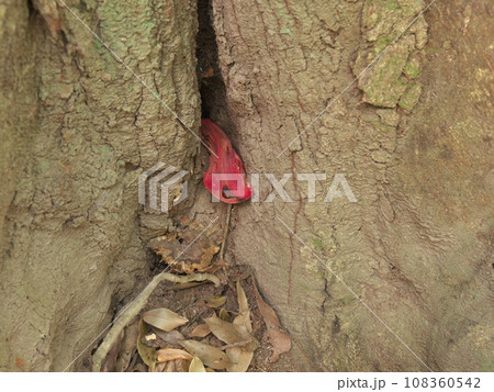 カンゾウタケ カンゾウタケ 108360542