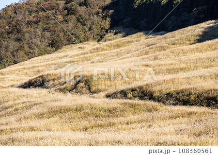 仙石原すすき草原の風景 108360561
