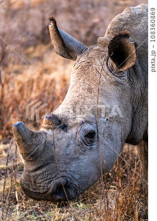 Rhinoceros in a private reserve in Kruger park in South Africa Rhinoceros in a private reserve in Kruger park in South Africa 108360869