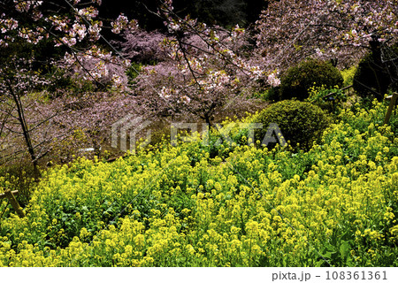 菜の花と河津桜の競演 菜の花と河津桜の競演 108361361