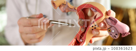 Gynecologist points pen to anatomical model of uterus Gynecologist points pen to anatomical model of uterus 108361623