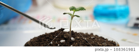 Scientist takes sample of soil from Petri dish with sprout 108361981