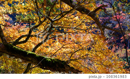 四国の山中で見える紅葉した森の木々 108361983