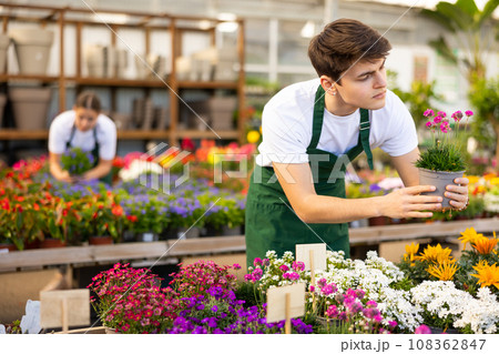 Young garden market salesman checking blooming Armeria maritima Young garden market salesman checking blooming Armeria maritima 108362847