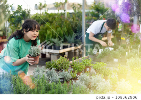 Inspired young Asian female customer inspecting potted Thymus x Citriodorus plant while shopping in garden center 108362906