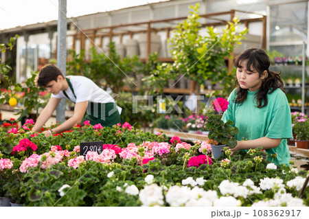 Young Asian girl choosing potted geraniums in garden store Young Asian girl choosing potted geraniums in garden store 108362917