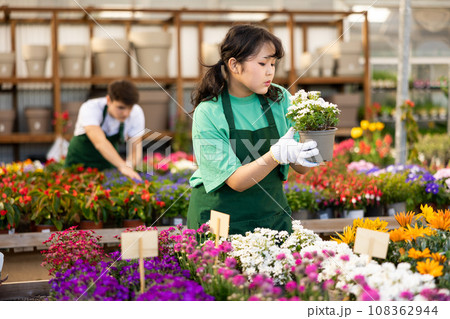 Focused young Asian female worker gardening in glasshouse, checking Iberis Sempervirens plant in pot Focused young Asian female worker gardening in glasshouse, checking Iberis Sempervirens plant in pot 108362944