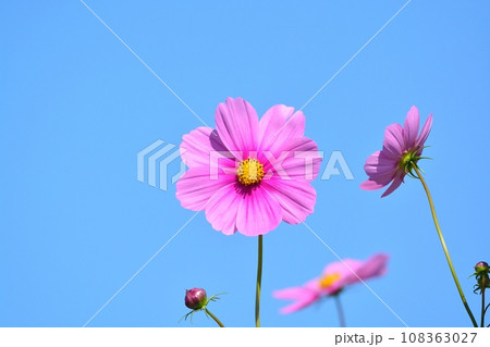 秋晴れに咲くコスモス 秋晴れに咲くコスモス 108363027