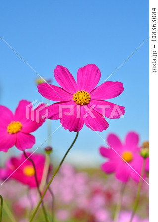 秋晴れに咲くコスモス 108363084