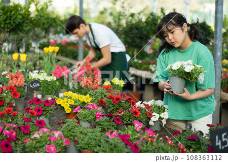Focused young Asian female consumer in casual wear choosing Petunia flower in pot while buying plants in garden market Focused young Asian female consumer in casual wear choosing Petunia flower in pot while buying plants in garden market 108363112