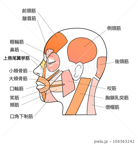 顔の筋肉のイラスト　横顔　各部名称入り 108363242