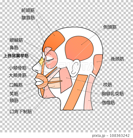 顔の筋肉のイラスト　横顔　各部名称入り 108363242