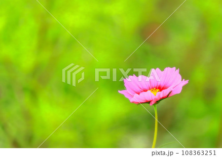 可憐な一輪のピンクのコスモスの花 可憐な一輪のピンクのコスモスの花 108363251