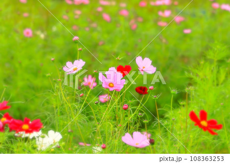 群生する爽やかなピンクと赤のコスモスの花 群生する爽やかなピンクと赤のコスモスの花 108363253