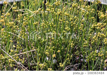 シナマオウ Ephedra sinica 　つぼみ　生薬名：マオウ（麻黄）日本薬局方収載. 108363484