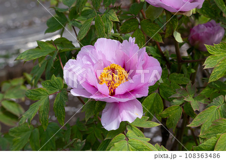 生薬原料のボタン(Paeonia suffruticosa)生薬名:ボタンピ(牡丹皮) 生薬原料のボタン(Paeonia suffruticosa)生薬名:ボタンピ(牡丹皮) 108363486