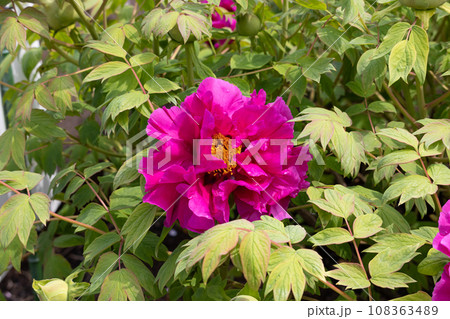 生薬原料のボタン(Paeonia suffruticosa)生薬名:ボタンピ(牡丹皮) 生薬原料のボタン(Paeonia suffruticosa)生薬名:ボタンピ(牡丹皮) 108363489