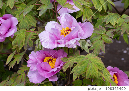 生薬原料のボタン（Paeonia suffruticosa）生薬名：ボタンピ（牡丹皮） 108363490