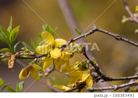 レンギョウ（連翹）、Forsythia suspensa 生薬原料：レンギョウ　日本薬局方収載 108363491