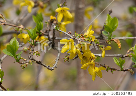 レンギョウ（連翹）、Forsythia suspensa 生薬原料：レンギョウ　日本薬局方収載 108363492
