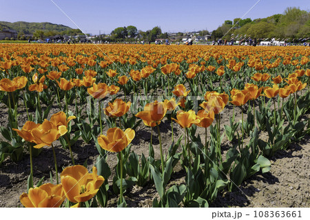 東京都羽村市のチューリップ公園のチューリップまつり、2023年4月（東京都羽村市羽中4丁目14） 108363661