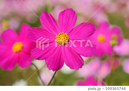 秋晴れに咲くコスモス 秋晴れに咲くコスモス 108363748