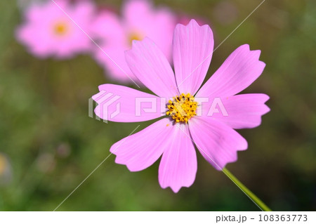 秋晴れに咲くコスモス 108363773