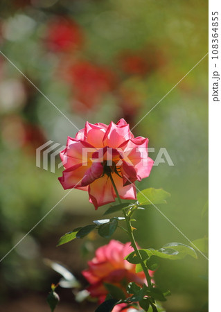 荒尾市 おもやい市民花壇 バラの花、 荒尾市 おもやい市民花壇 バラの花、 108364855