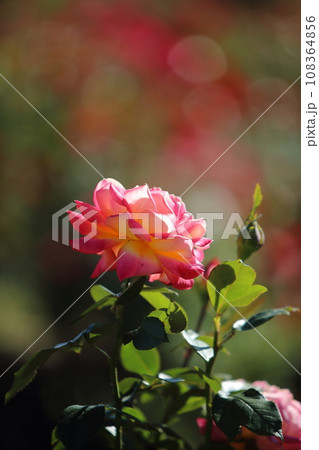 荒尾市 おもやい市民花壇 バラの花、 荒尾市 おもやい市民花壇 バラの花、 108364856