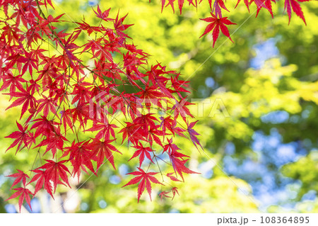 秋の角館武家屋敷通り　紅葉始めのもみじ　秋田県仙北市 108364895