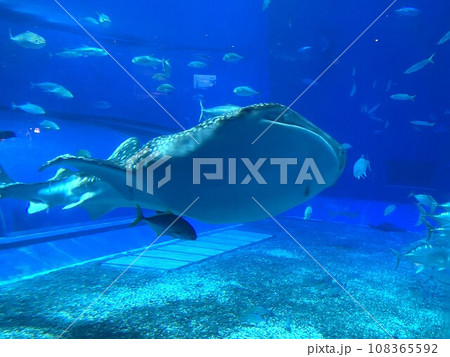 水族館のジンベエザメ 108365592