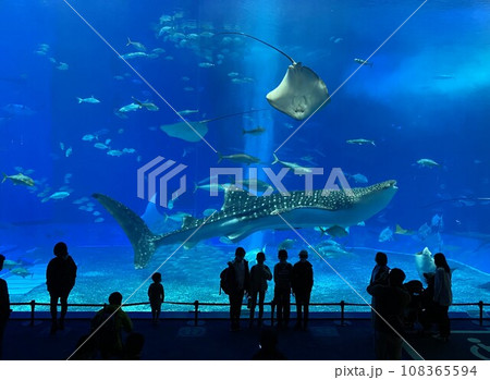 美ら海水族館の大水槽 108365594