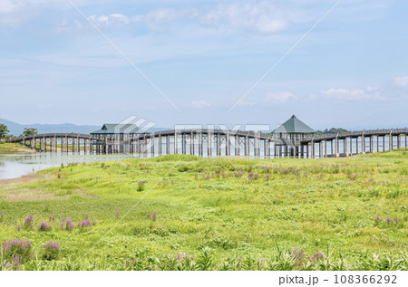 青森県鶴田町　人気の観光スポット　晴天の鶴の舞橋 108366292