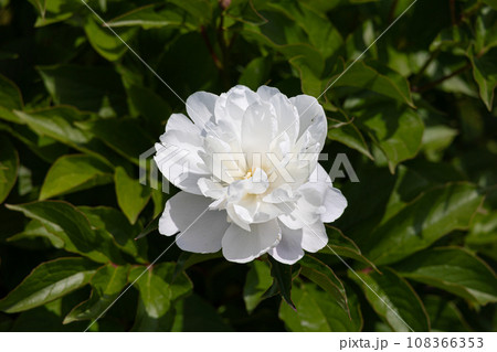 シャクヤク 学名:Paeonia lactiflora 生薬名:シャクヤク(芍薬) 日本薬局方収載 シャクヤク 学名:Paeonia lactiflora 生薬名:シャクヤク(芍薬) 日本薬局方収載 108366353
