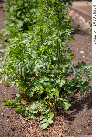 コリアンダー 別名:コエンドロ(Coriandrum sativum) 葉または果実を利用 コリアンダー 別名:コエンドロ(Coriandrum sativum) 葉または果実を利用 108366354