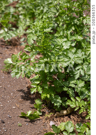 コリアンダー 別名:コエンドロ(Coriandrum sativum) 葉または果実を利用 コリアンダー 別名:コエンドロ(Coriandrum sativum) 葉または果実を利用 108366355