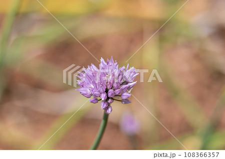 エシャロットの花 (Allium ascalonicum)別名:シャロット、ベルギーエシャロット エシャロットの花 (Allium ascalonicum)別名:シャロット、ベルギーエシャロット 108366357