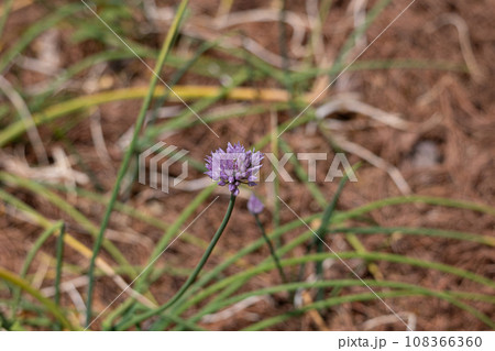 エシャロットの花 (Allium ascalonicum)別名:シャロット、ベルギーエシャロット エシャロットの花 (Allium ascalonicum)別名:シャロット、ベルギーエシャロット 108366360